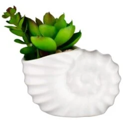 B&M Scandi Shore Small Shell Succulent -Home Accessories Store 380110 small shell succulent