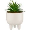 B&M Scandi Shore Succulent In White Pot -Home Accessories Store 380696 succulent in white pot