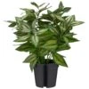 Bloom Basic Plant -Home Accessories Store 392860 basic plant