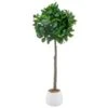 Bloom Premium Bay Tree -Home Accessories Store 392873 premium bay tree